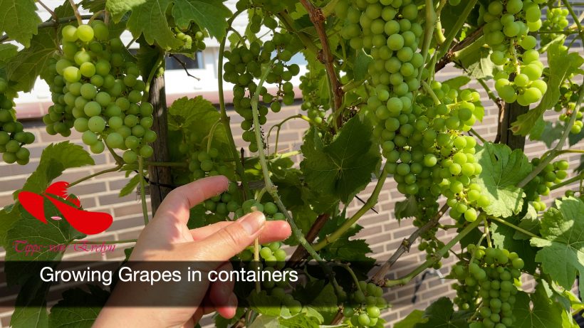 Grapes, grape vine, grape grapes on vine, grapes on the vine, how to plant a grape vine, how grapes grow, how do grapes grow, grapes plant, how to grow grapes, growing grapes, how to grow grapes in containers, how to plant grapes, how long does it take for grapes grow