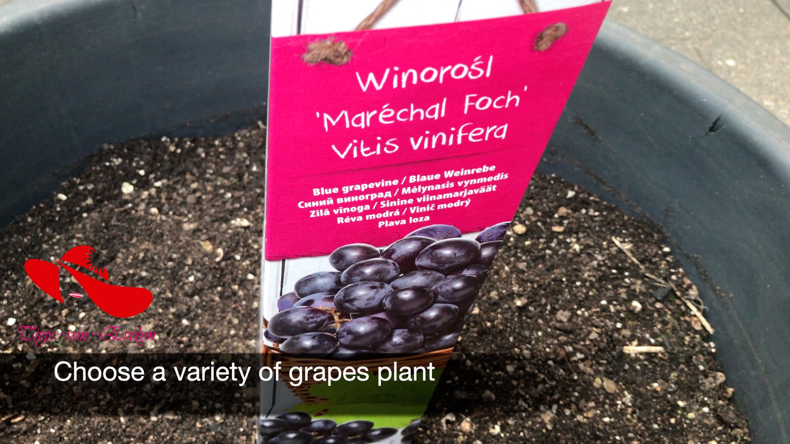 Grapes, grape vine, grape grapes on vine, grapes on the vine, how to plant a grape vine, how grapes grow, how do grapes grow, grapes plant, how to grow grapes, growing grapes, how to grow grapes in containers, how to plant grapes, how long does it take for grapes grow