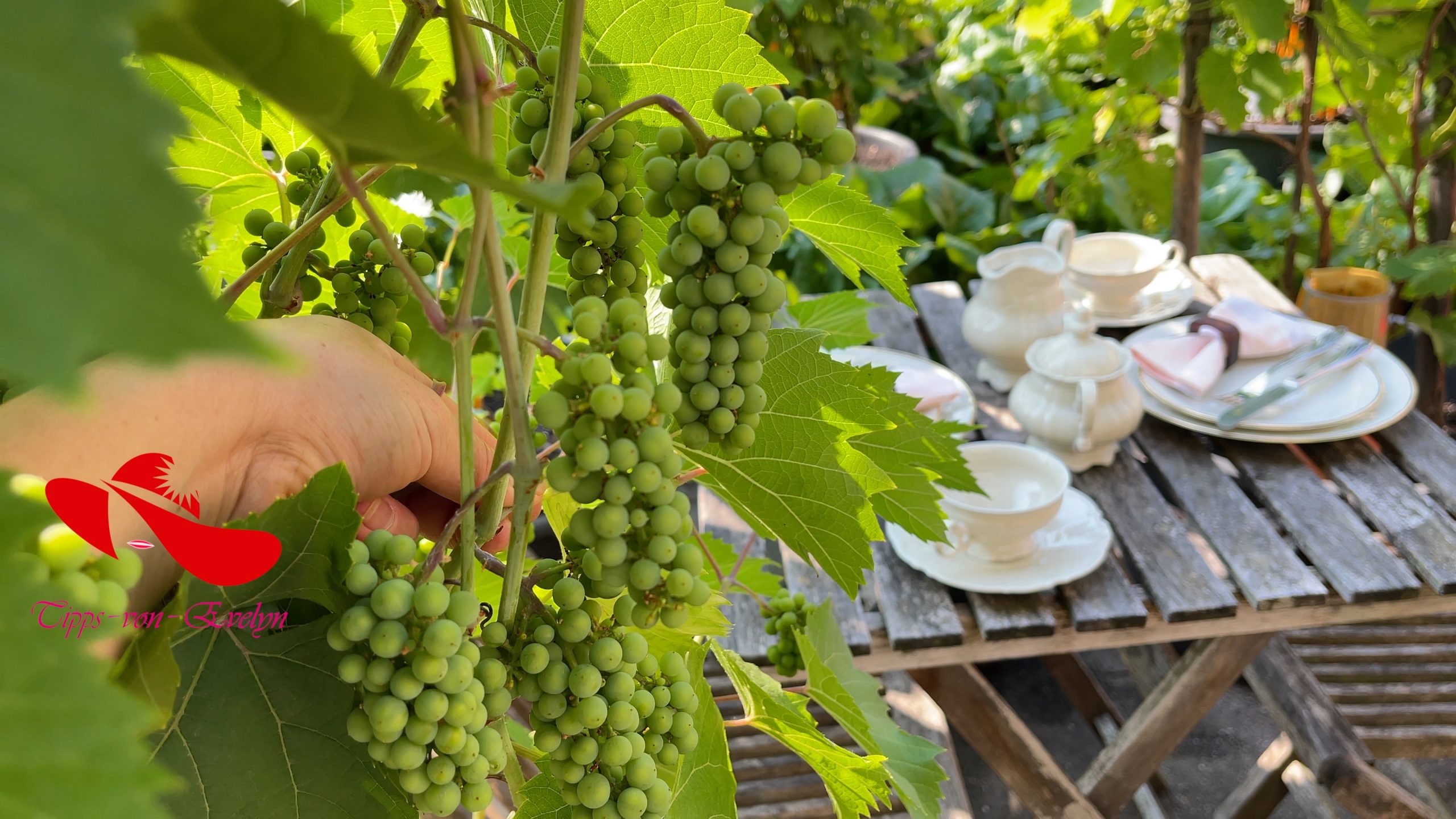 Grapes, grape vine, grape grapes on vine, grapes on the vine, how to plant a grape vine, how grapes grow, how do grapes grow, grapes plant, how to grow grapes, growing grapes, how to grow grapes in containers, how to plant grapes, how long does it take for grapes grow