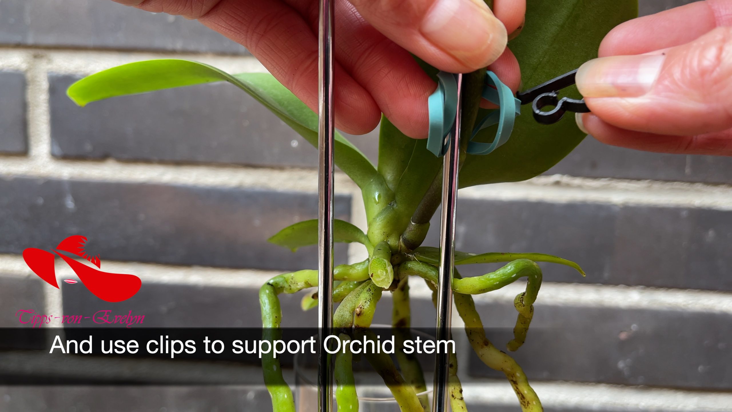 how to grow orchids, orchids growing, Orchid care, orchid new spike care, how to look after orchids, orchid care for beginners, orchid losing flowers, water culture orchids, hydroponic orchids, orchid cutting, double spike orchid, orchid growing roots in the air, unhealthy orchid roots, pruning orchids, do you trim orchid stems, when do orchids bloom indoors, orchids care, orchid care sunlight, orchid root care,