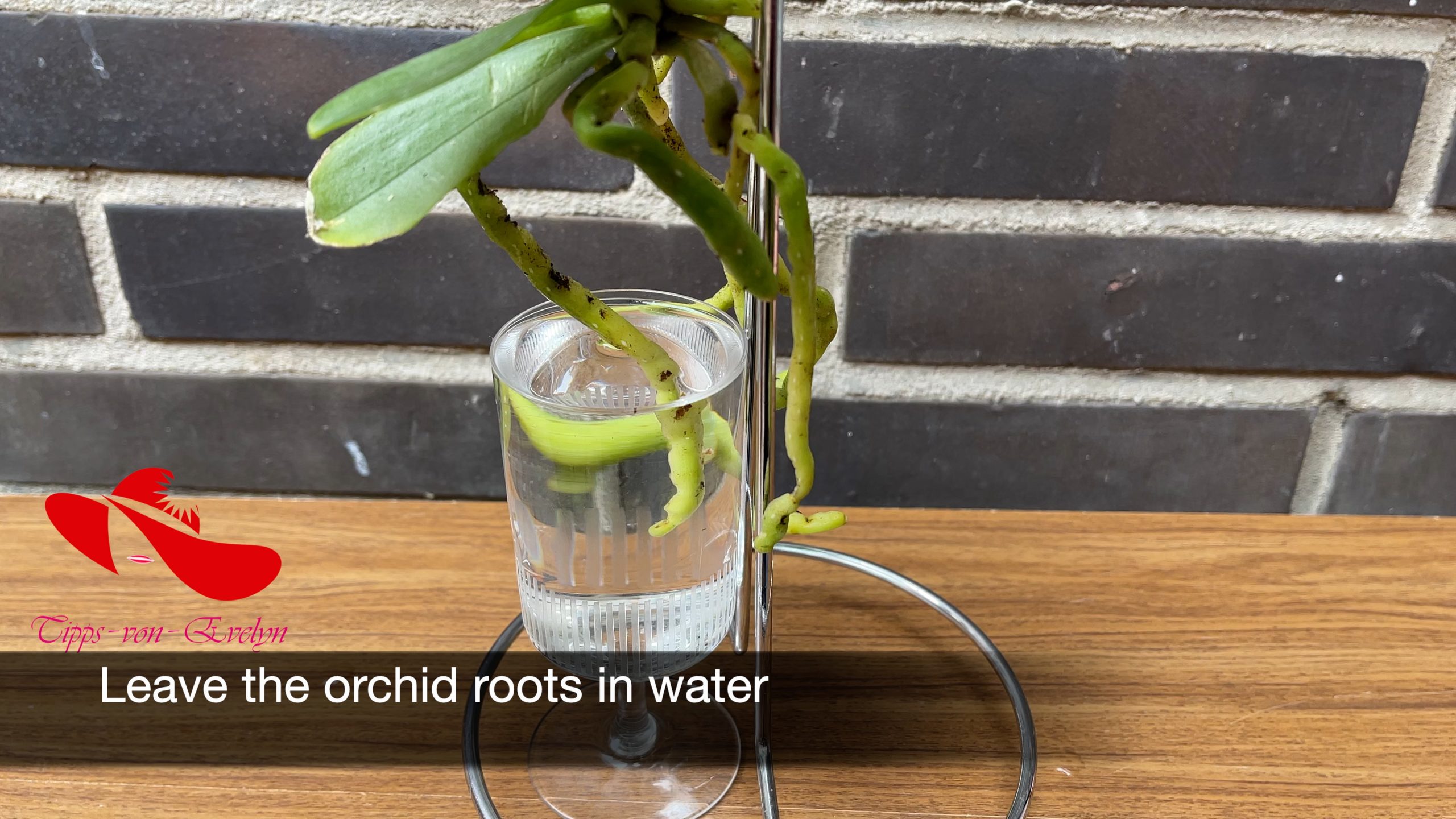 how to grow orchids, orchids growing, Orchid care, orchid new spike care, how to look after orchids, orchid care for beginners, orchid losing flowers, water culture orchids, hydroponic orchids, orchid cutting, double spike orchid, orchid growing roots in the air, unhealthy orchid roots, pruning orchids, do you trim orchid stems, when do orchids bloom indoors, orchids care, orchid care sunlight, orchid root care,