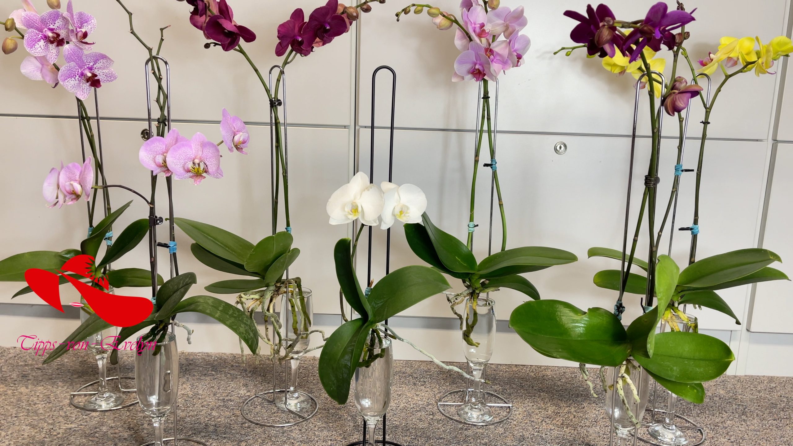 how to grow orchids, orchids growing, Orchid care, orchid new spike care, how to look after orchids, orchid care for beginners, orchid losing flowers, water culture orchids, hydroponic orchids, orchid cutting, double spike orchid, orchid growing roots in the air, unhealthy orchid roots, pruning orchids, do you trim orchid stems, when do orchids bloom indoors, orchids care, orchid care sunlight, orchid root care,