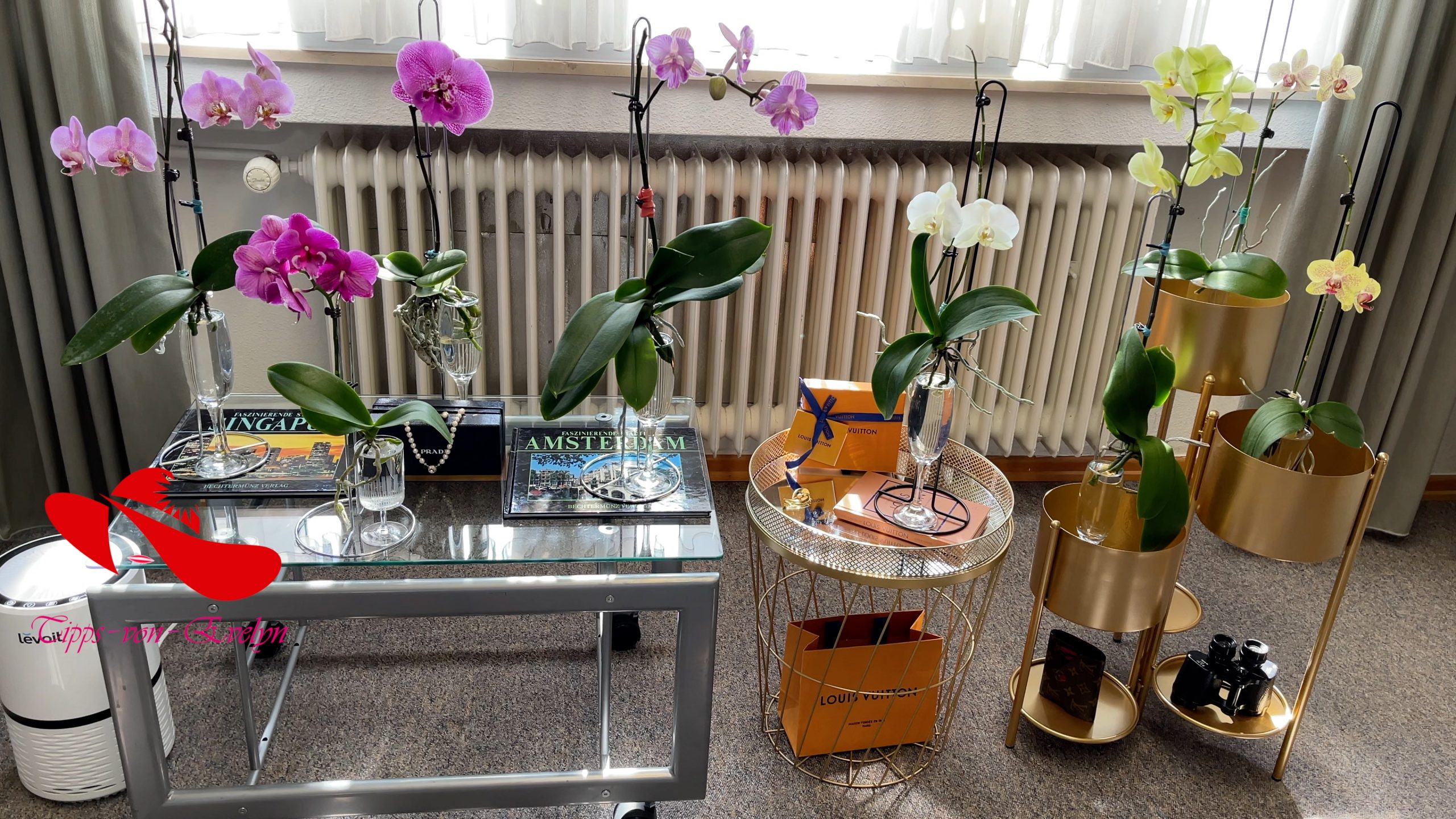 how to grow orchids, orchids growing, Orchid care, orchid new spike care, how to look after orchids, orchid care for beginners, orchid losing flowers, water culture orchids, hydroponic orchids, orchid cutting, double spike orchid, orchid growing roots in the air, unhealthy orchid roots, pruning orchids, do you trim orchid stems, when do orchids bloom indoors, orchids care, orchid care sunlight, orchid root care, 