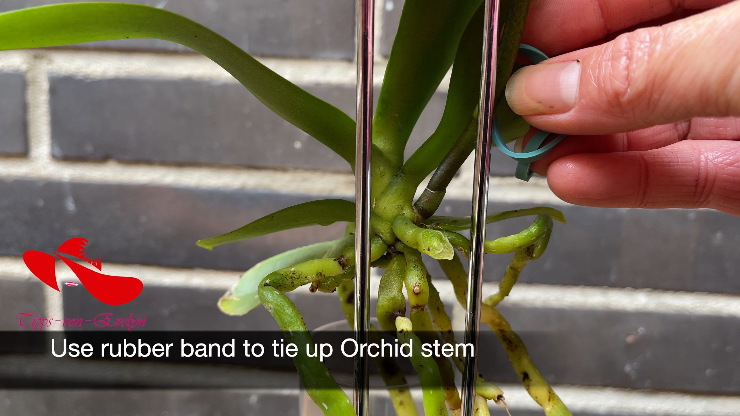 how to grow orchids, orchids growing, Orchid care, orchid new spike care, how to look after orchids, orchid care for beginners, orchid losing flowers, water culture orchids, hydroponic orchids, orchid cutting, double spike orchid, orchid growing roots in the air, unhealthy orchid roots, pruning orchids, do you trim orchid stems, when do orchids bloom indoors, orchids care, orchid care sunlight, orchid root care,